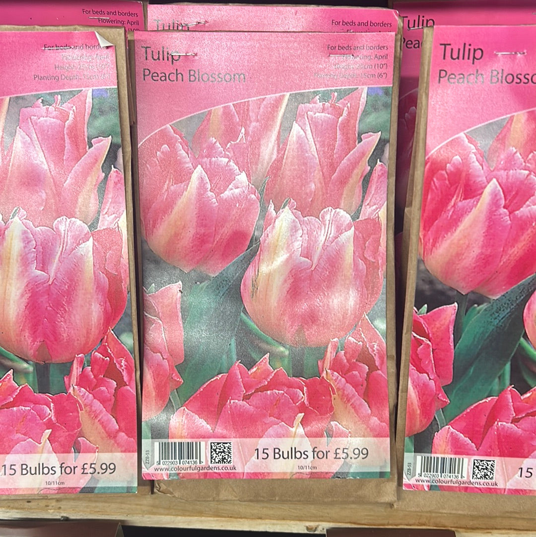 Tulip - Peach Blossom
