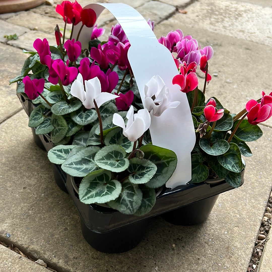 Cyclamen six pack