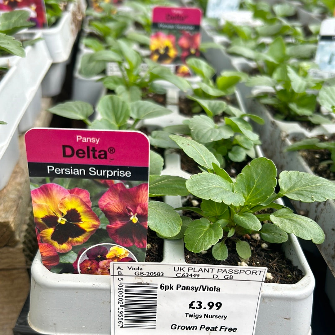 6pk Pansy Persian Surprise