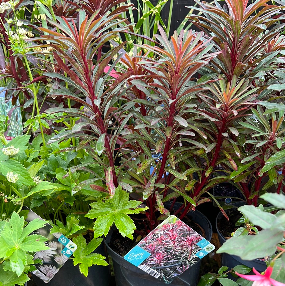 Euphorbia Miners Merlot