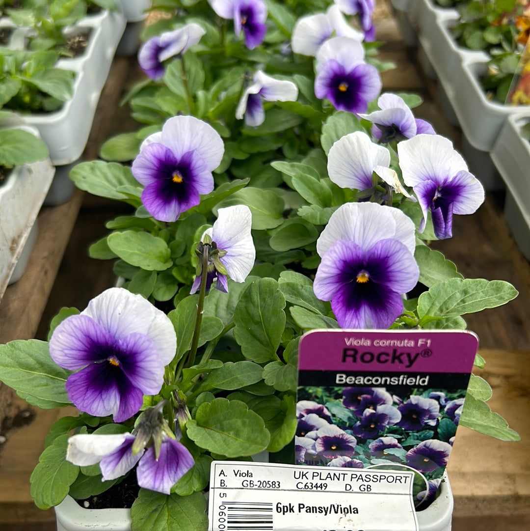 6pk Viola sc Beaconsfield