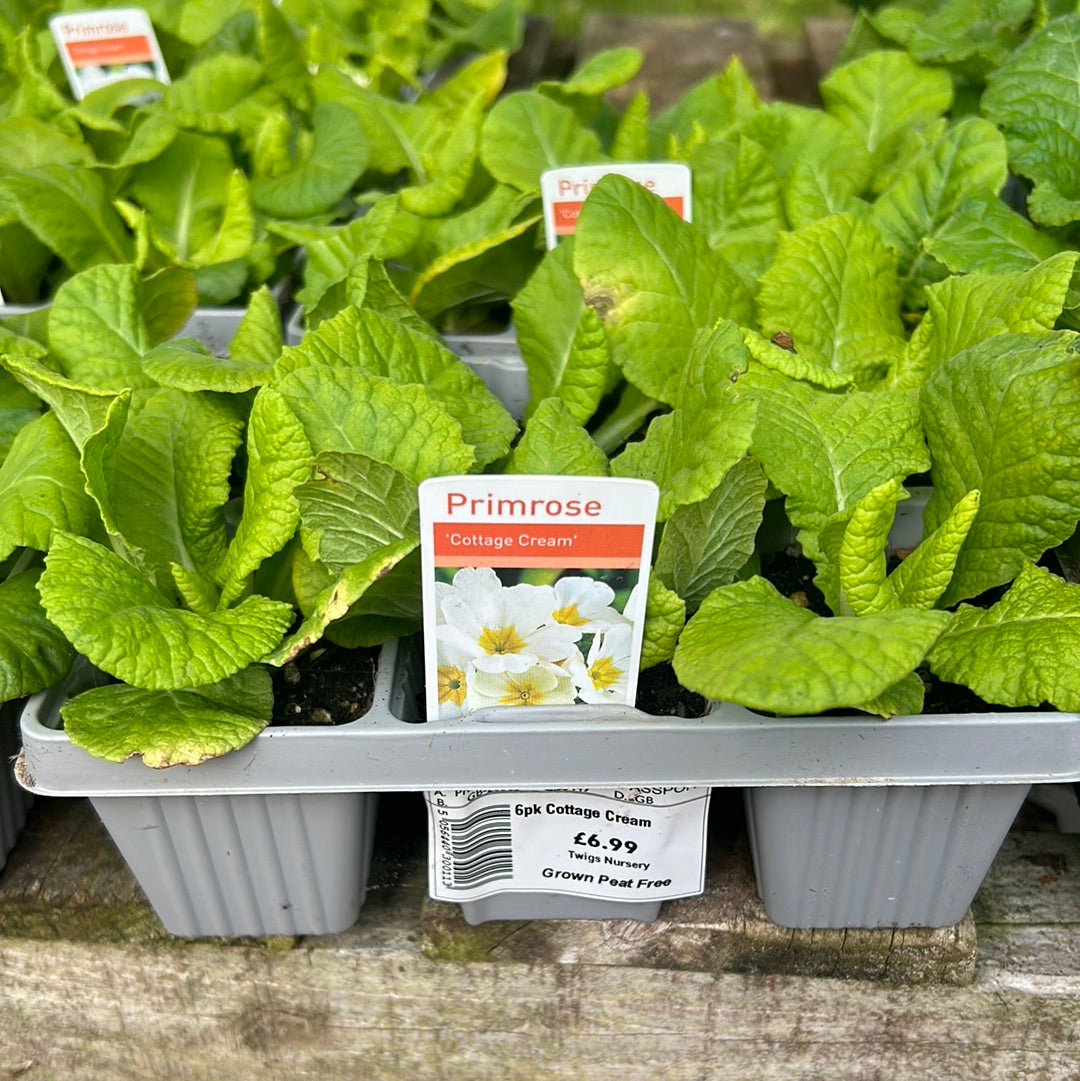 Primrose - Cottage Cream
