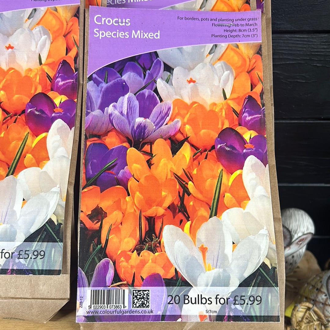 Crocus - Species Mixed