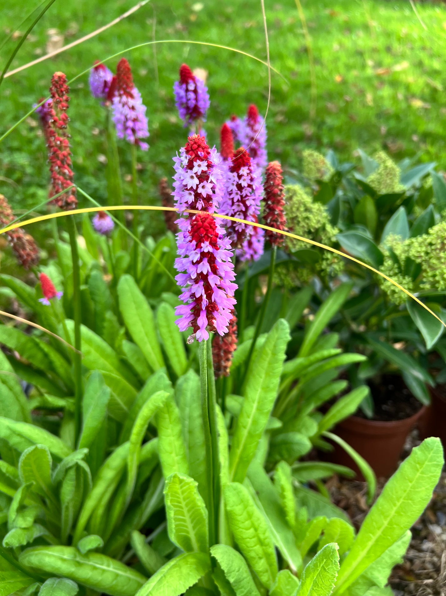 Primula Vialli
