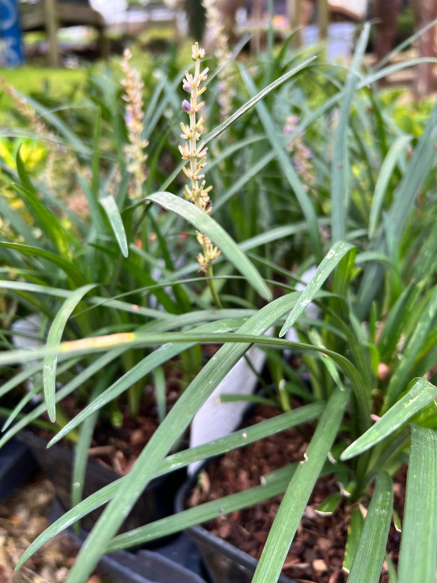 Liriope