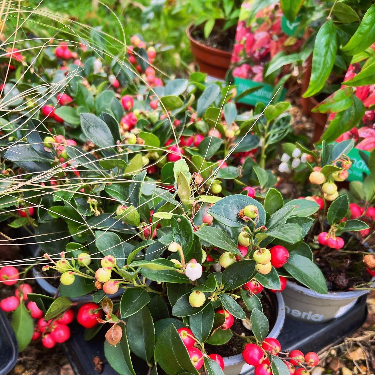 Gaultheria