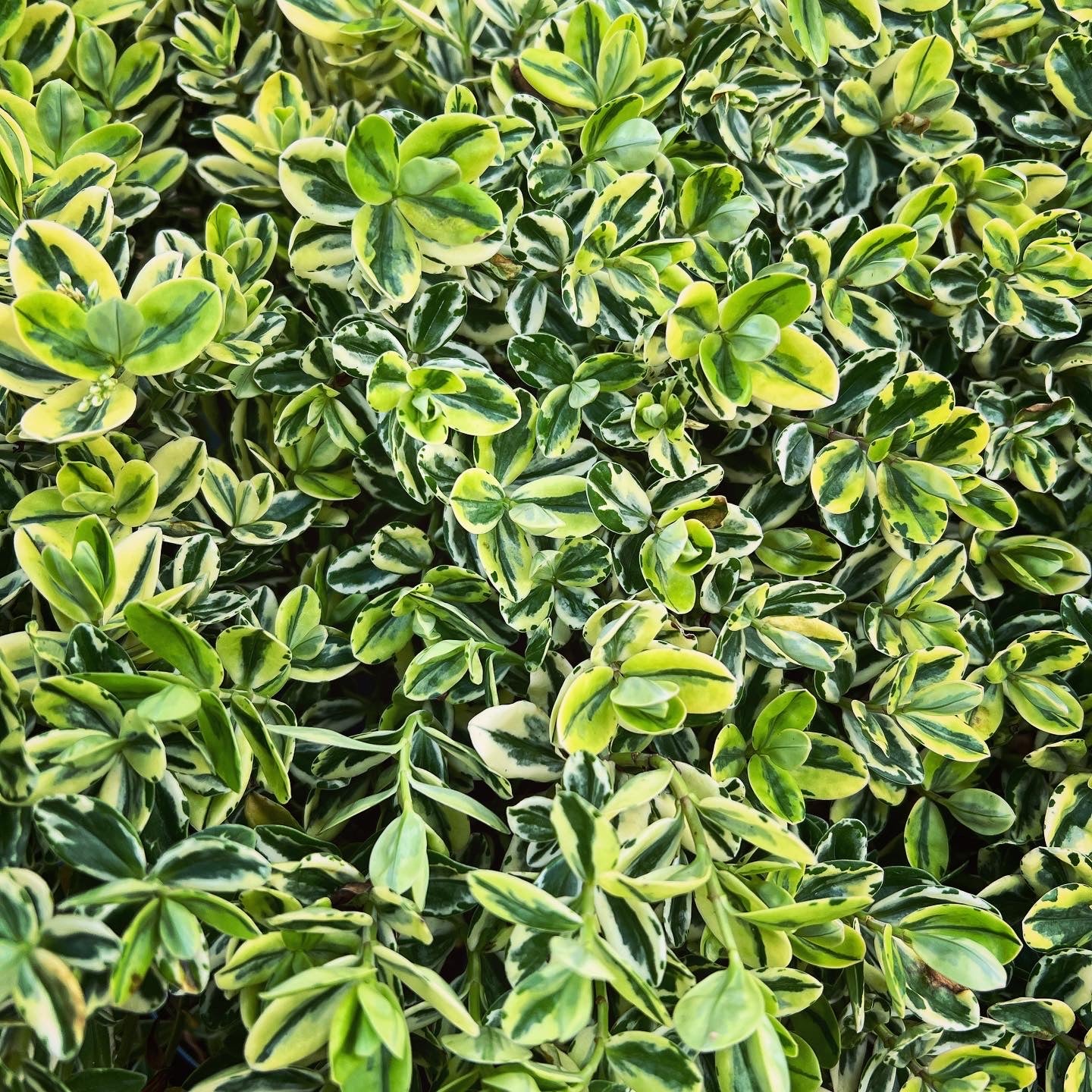 Euonymus
