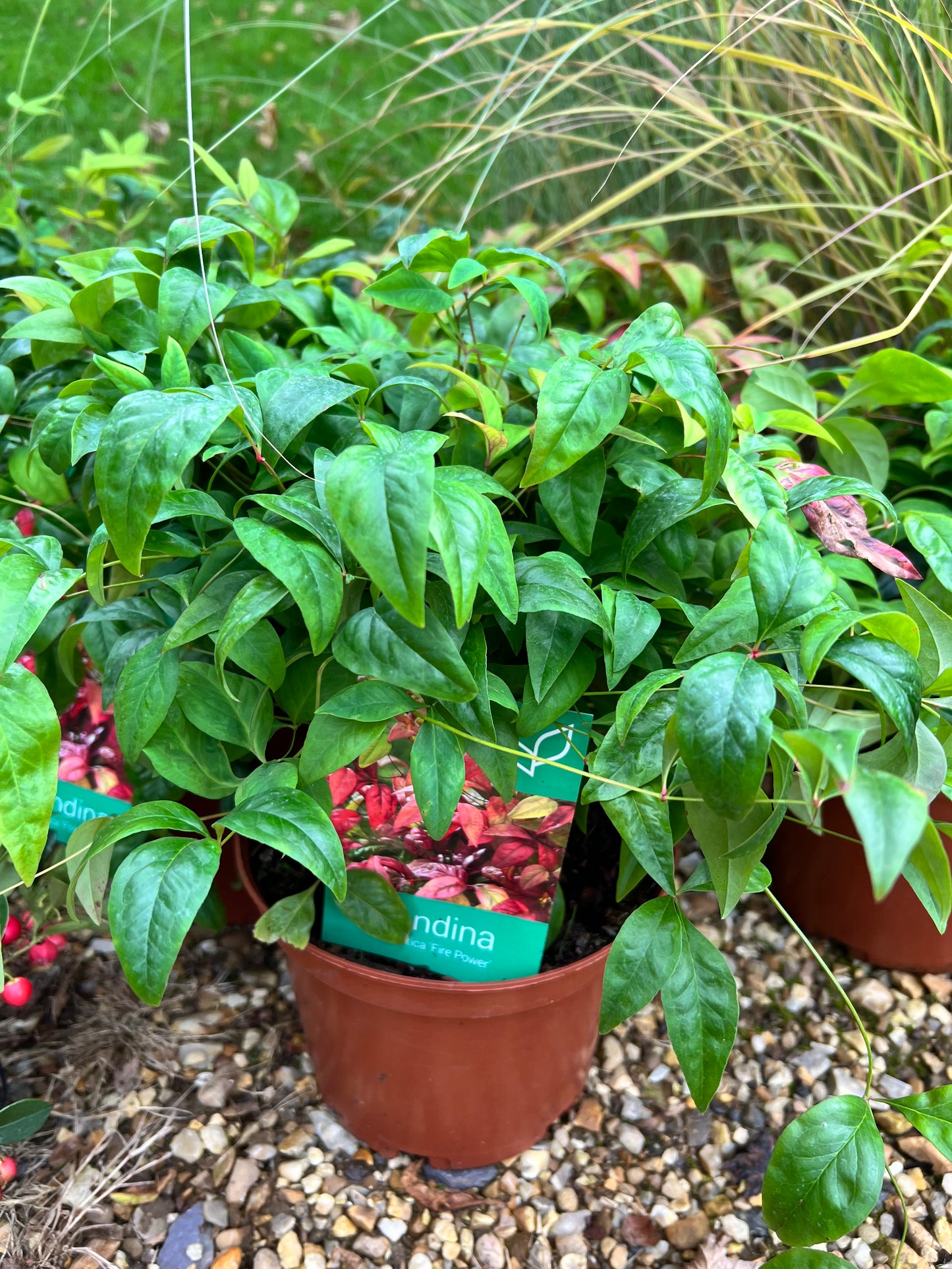 Nandina fire power