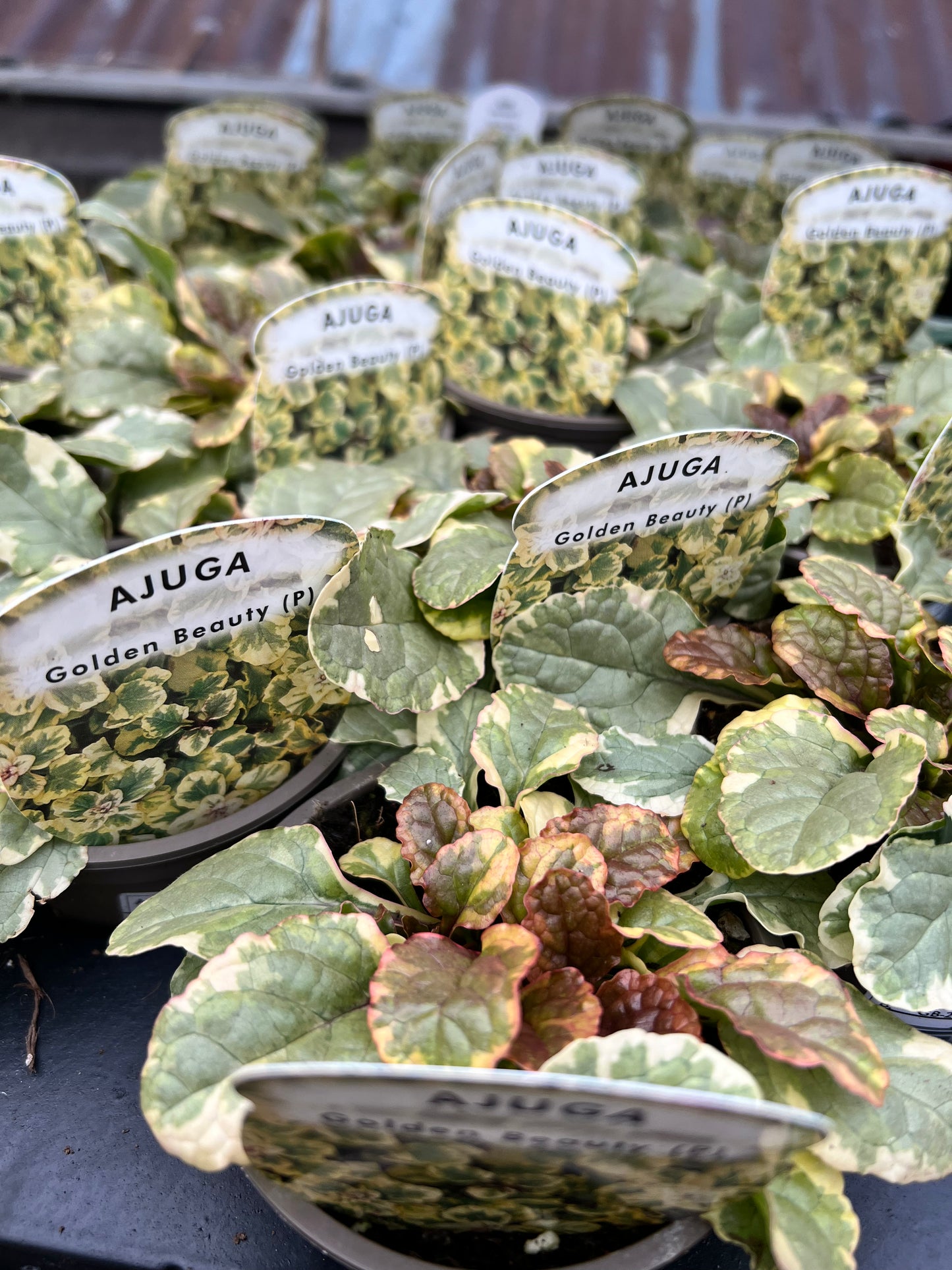 Ajuga golden beauty