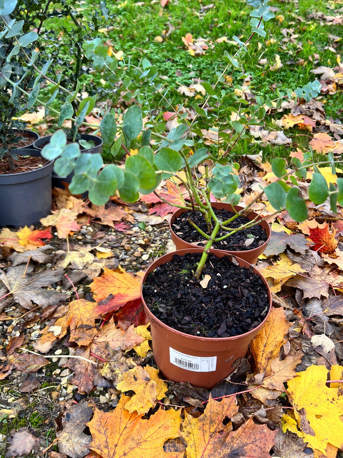 Eucalyptus gunnii 3L