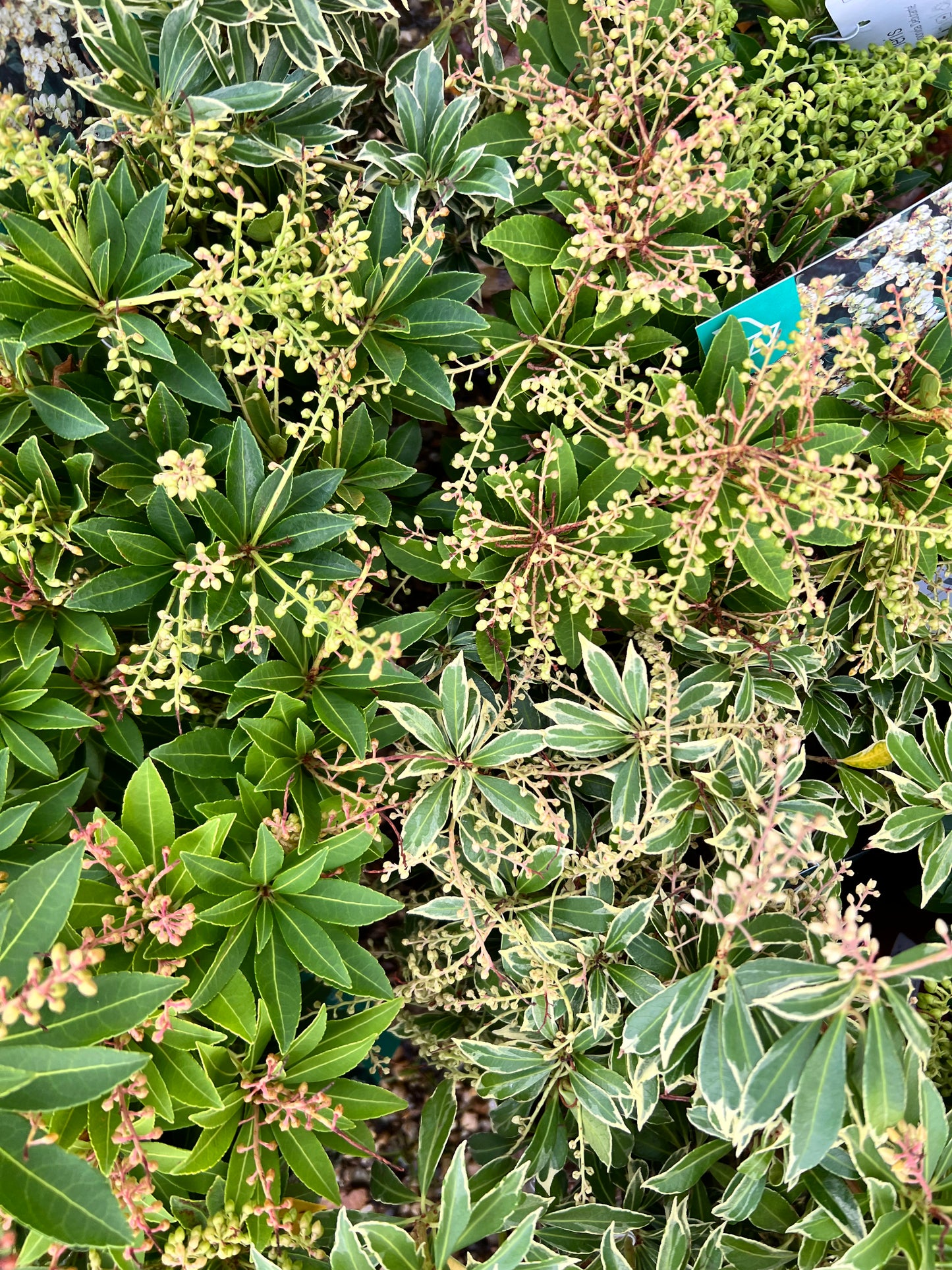 Pieris japonica 1.5L