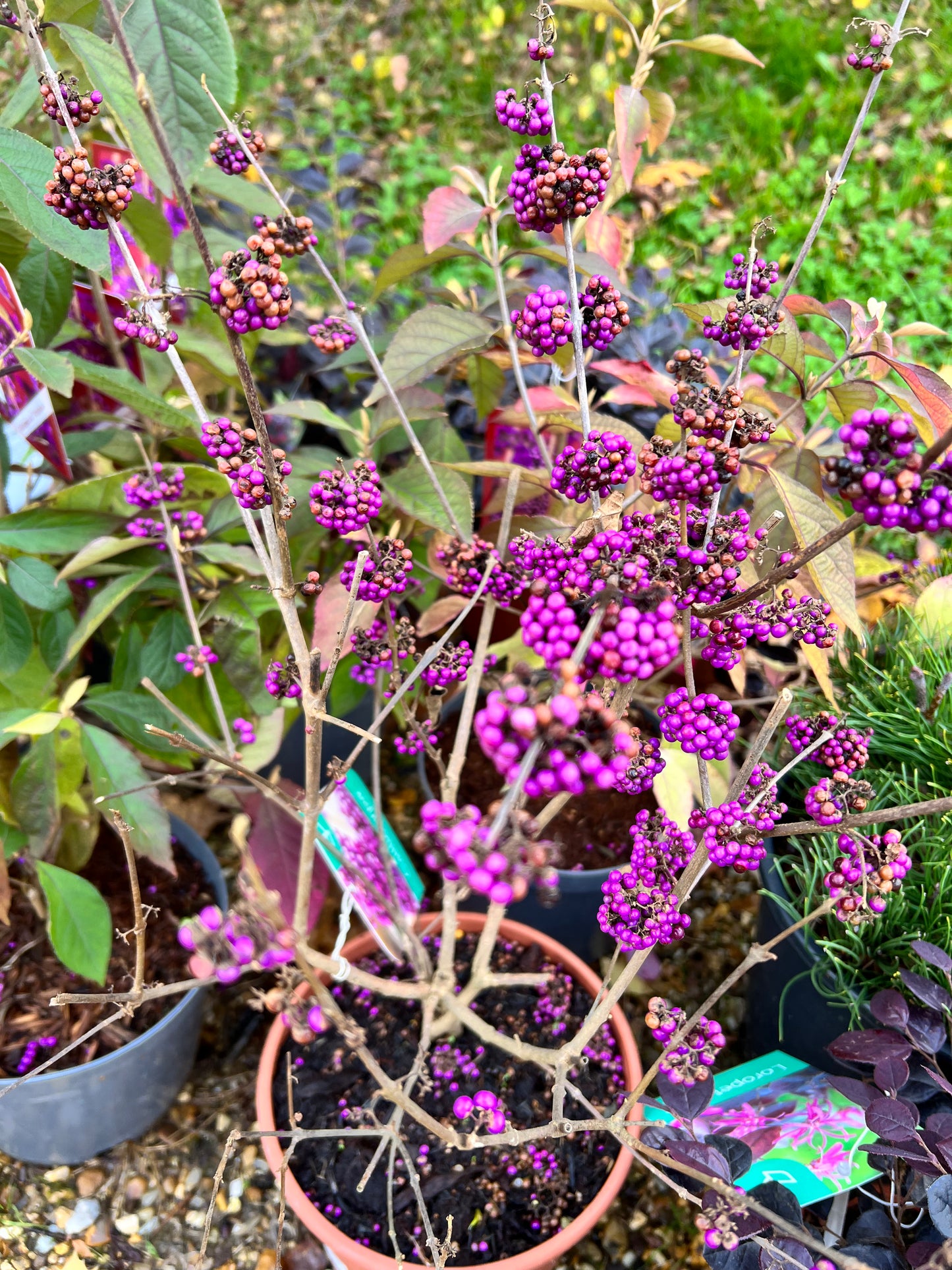 Callicarpa 3L