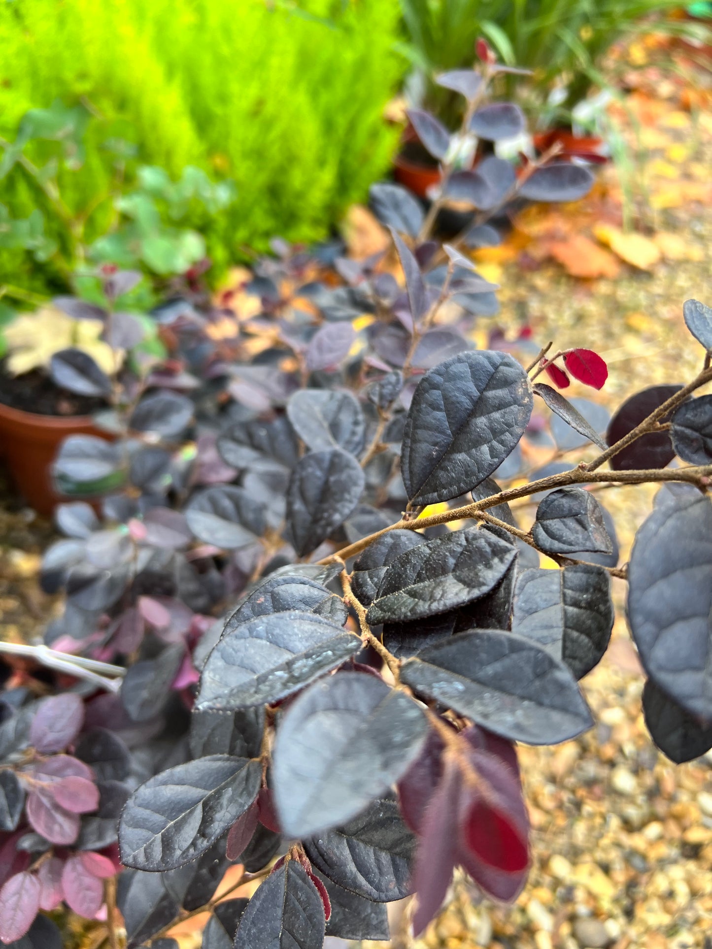 Loropetalum 3L