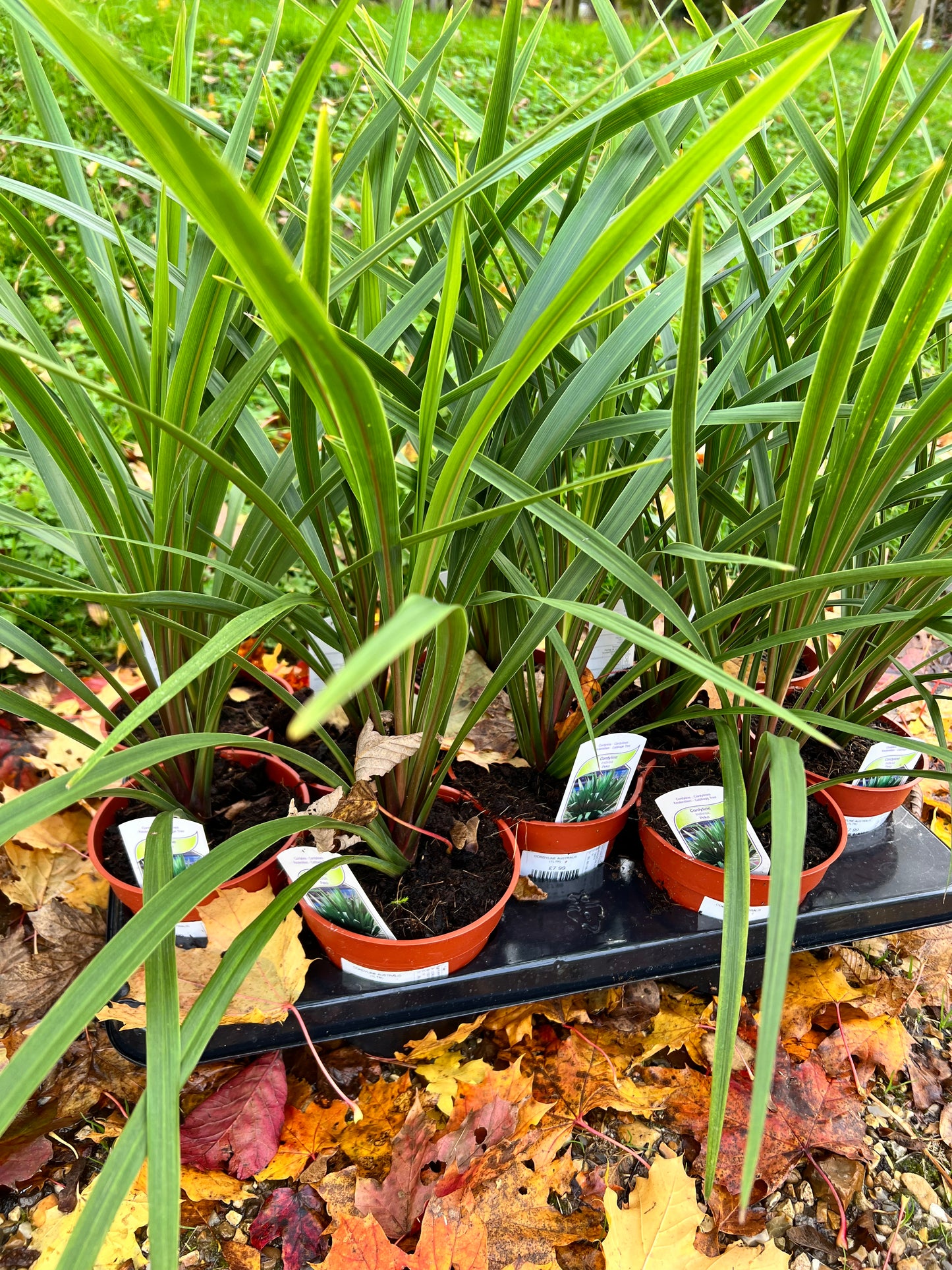 Cordyline Australis 1L mix
