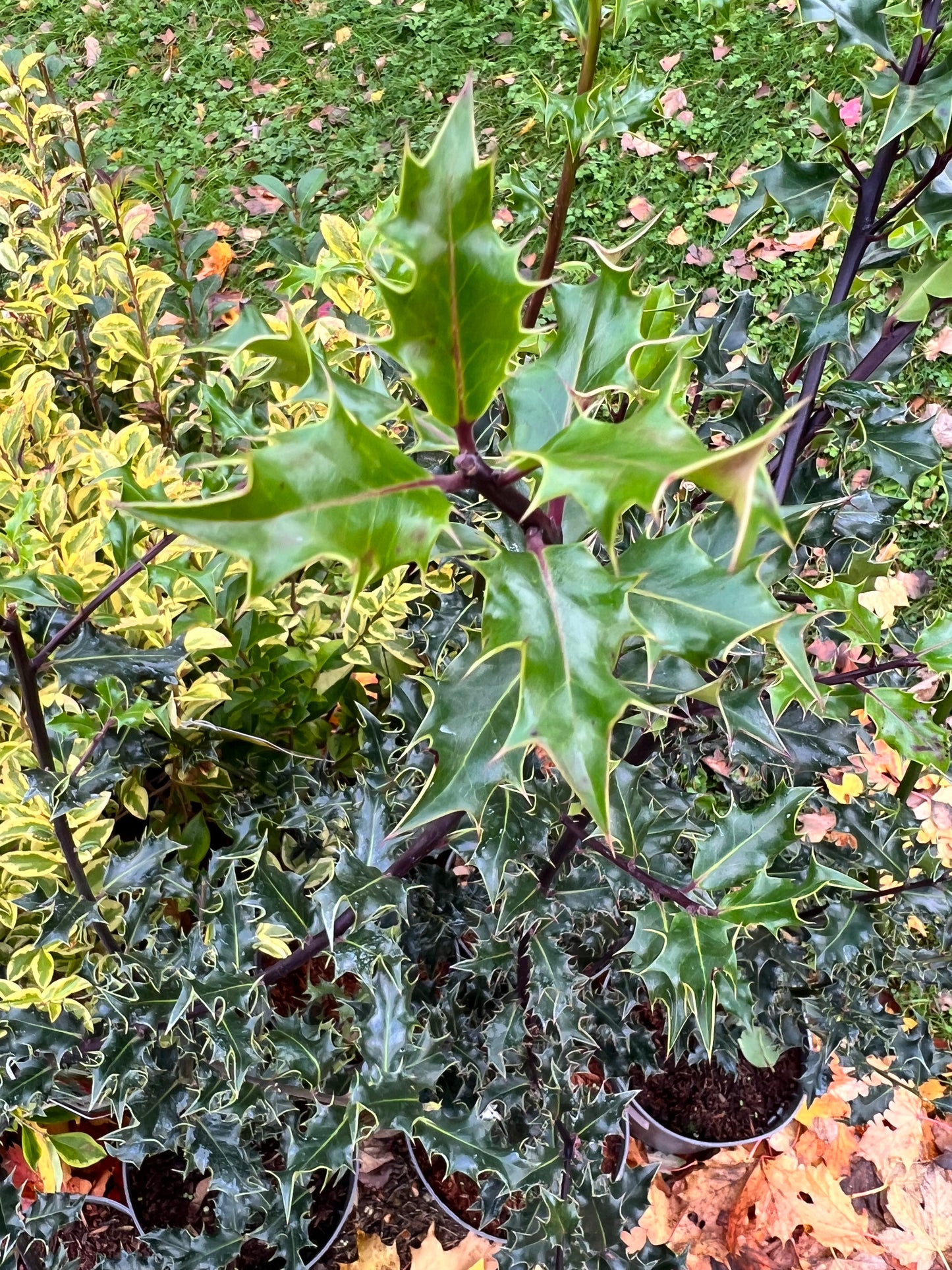Ilex hedging
