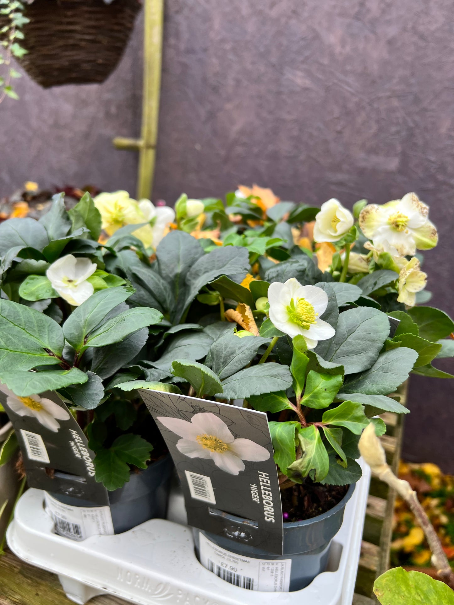 Helleborus Christmas carol 1L