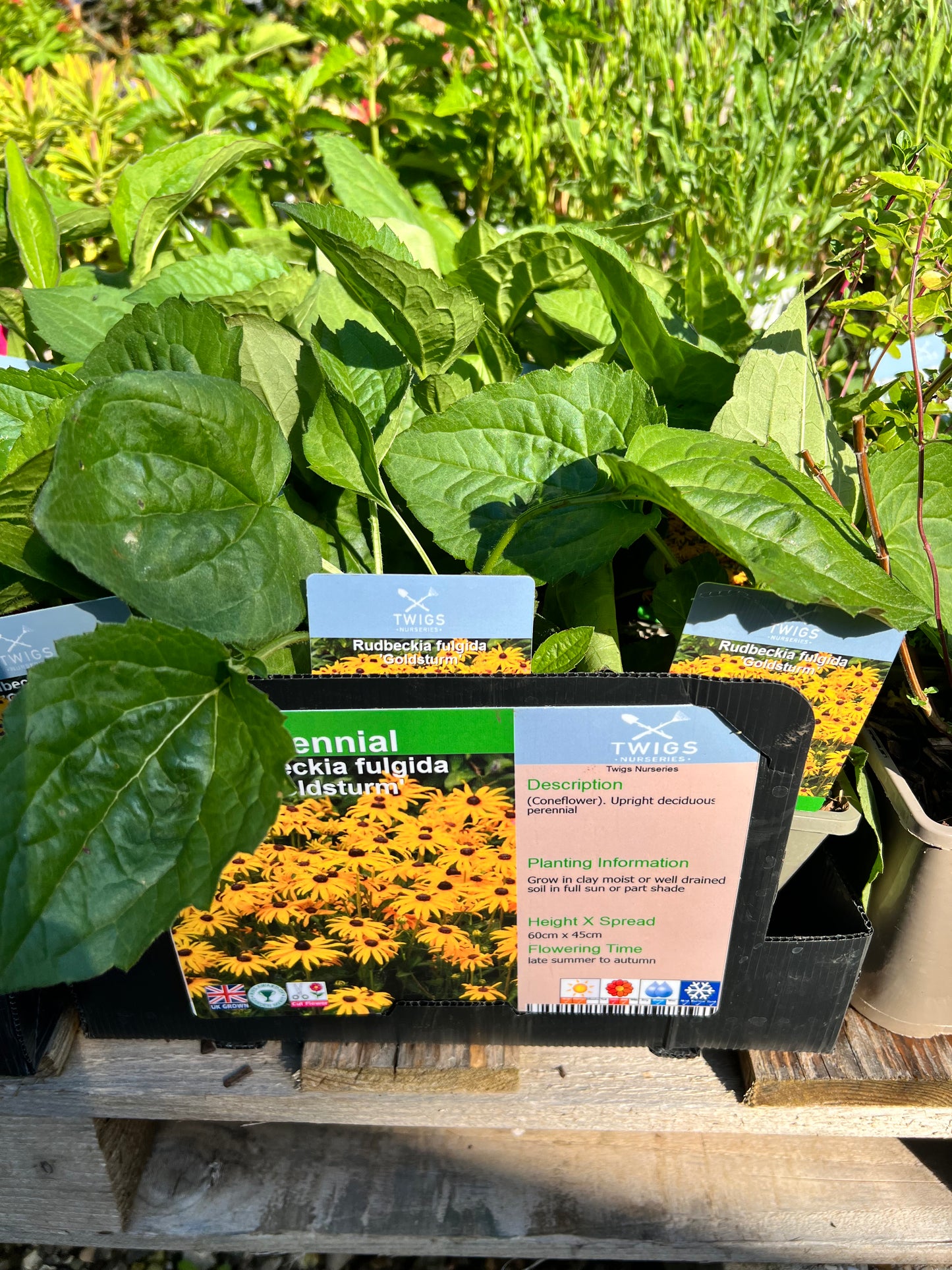 Rudbeckia Goldsturm