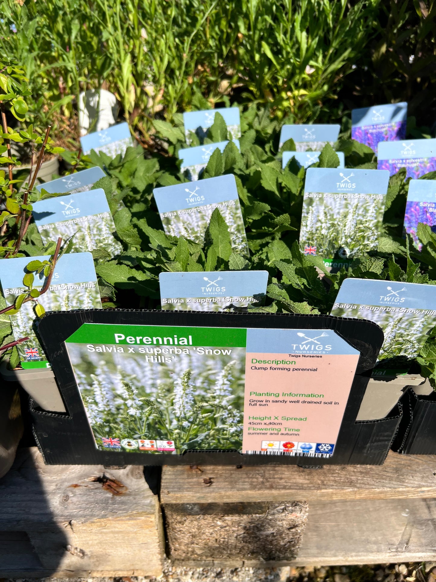 Salvia Snow Hills