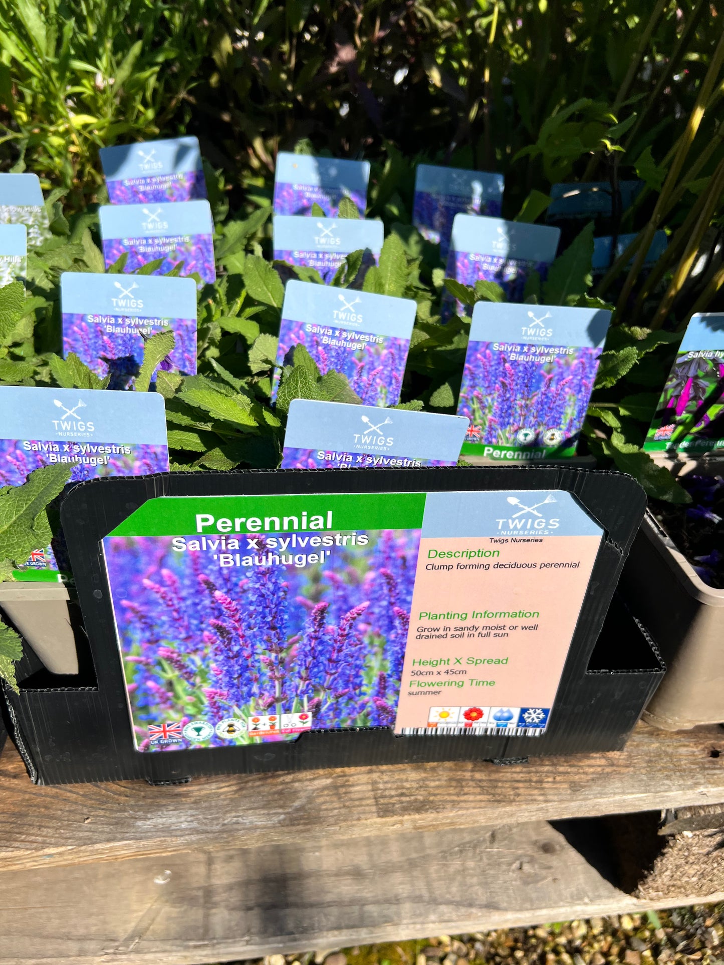 Salvia Blauhugel