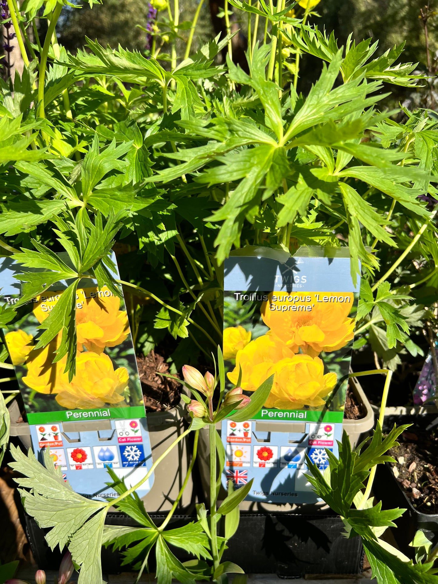 Trollius Lemon Supreme 3L