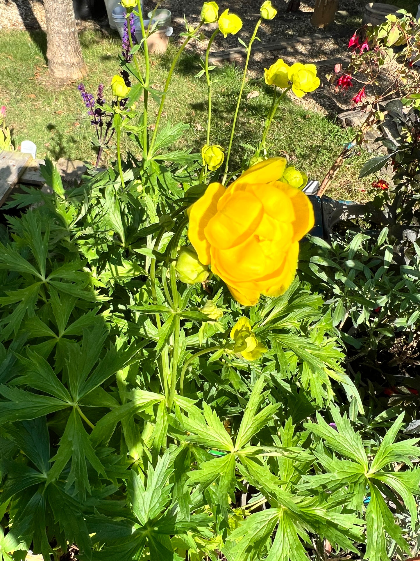 Trollius Lemon Supreme 3L