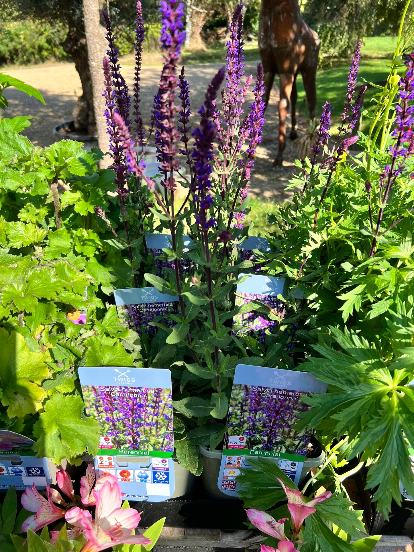 Salvia Caradonna 3L