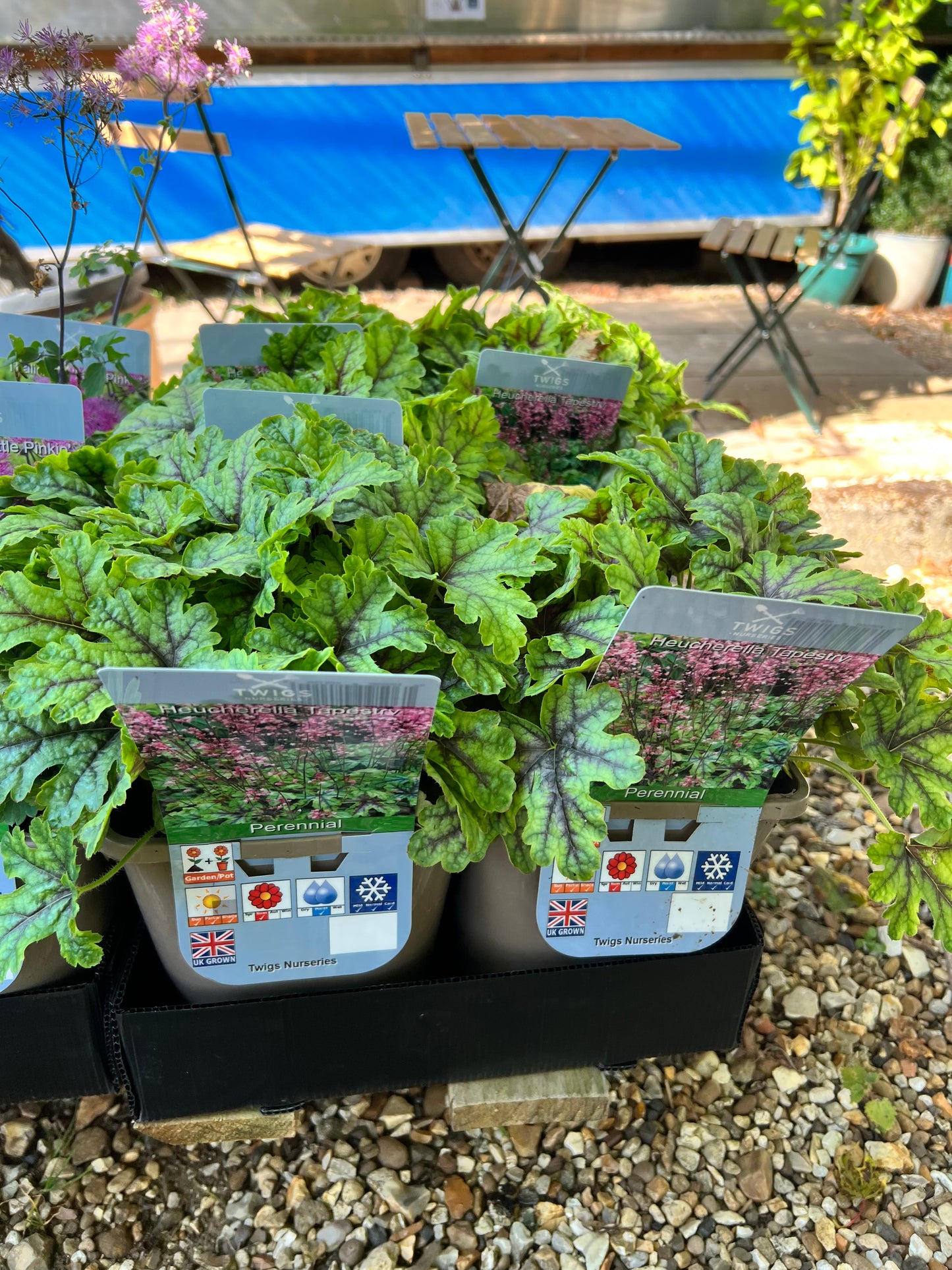 Heucherella Tapestry 3L
