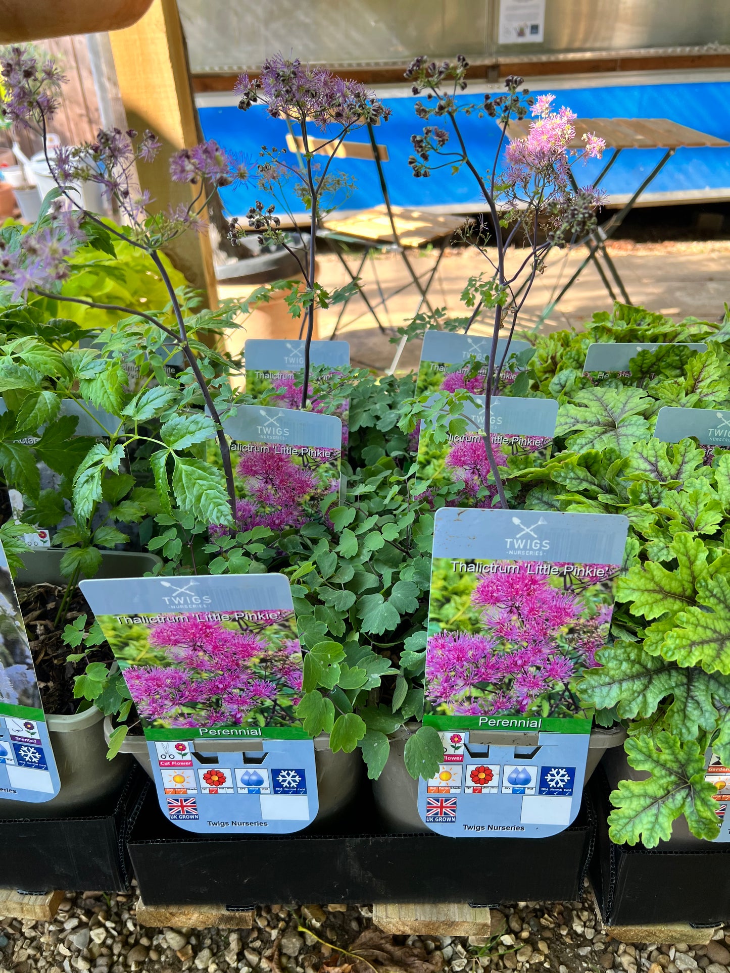 Thalictrum Little Pinkie 3L