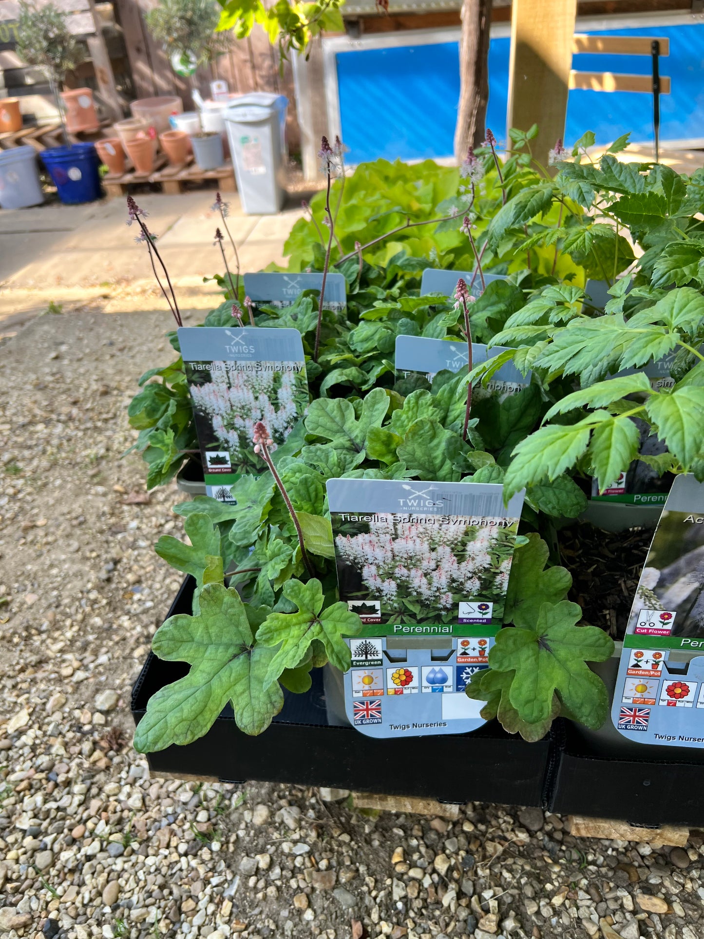Tiarella Spring Symphony 3L