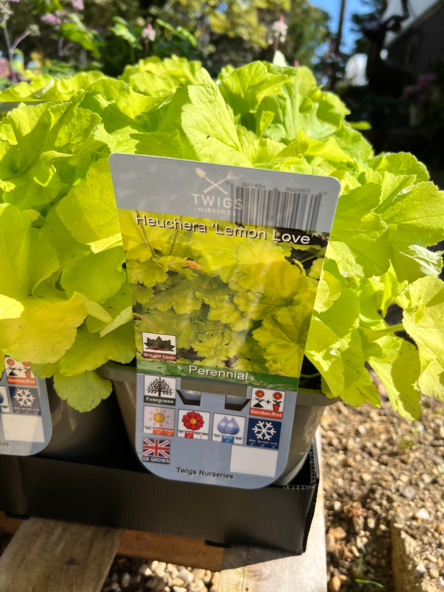 Heuchera Lemon Love 3L