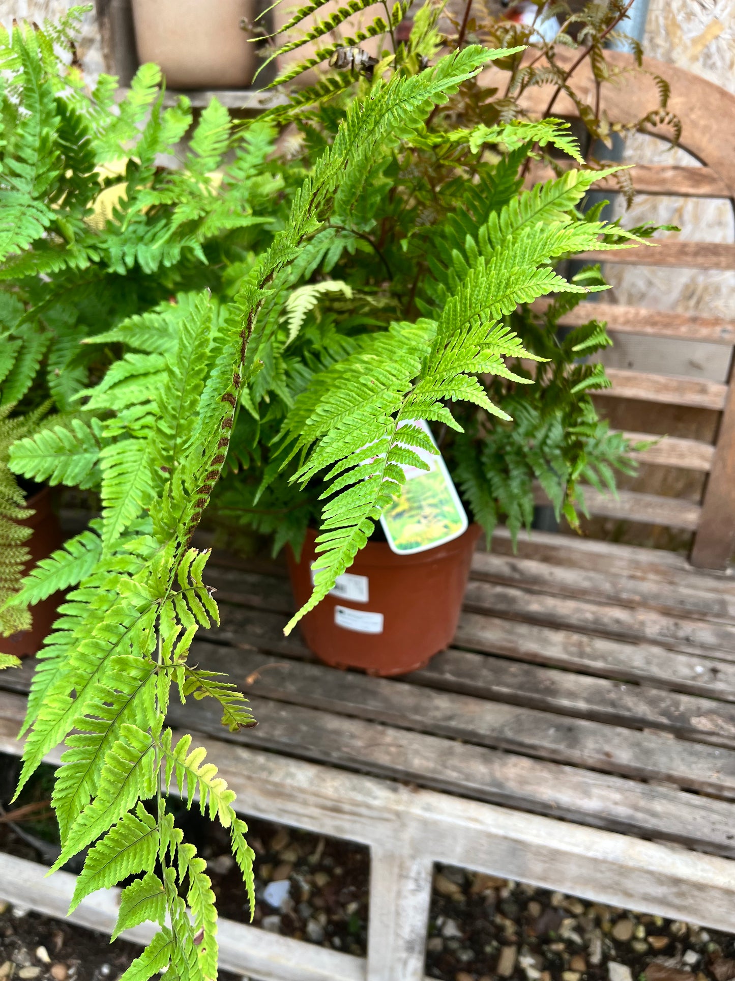 Fern mixed