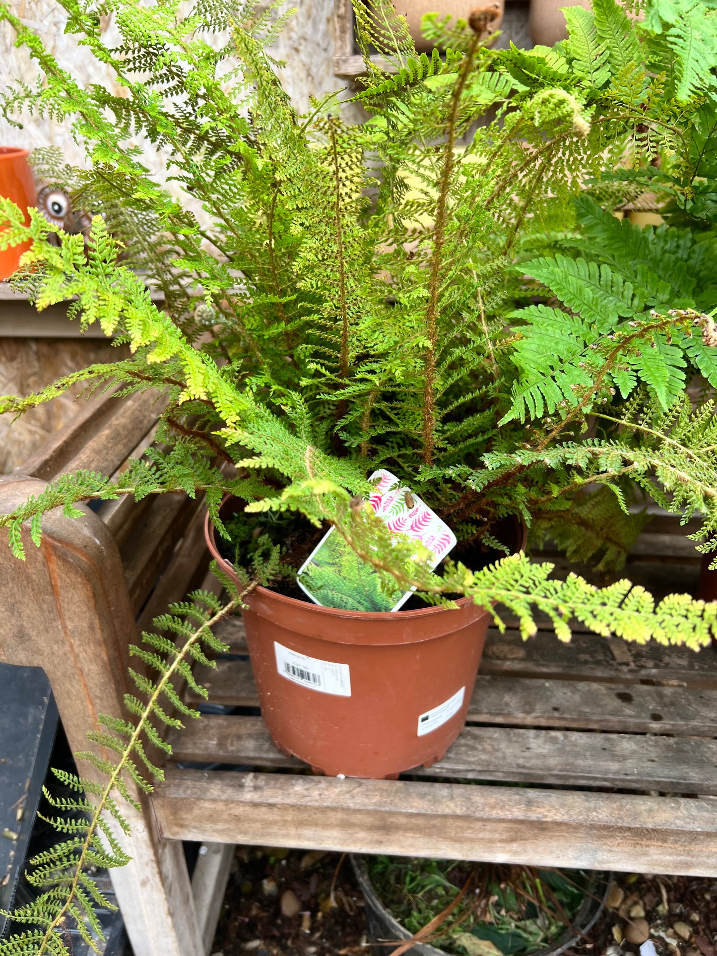 Fern mixed