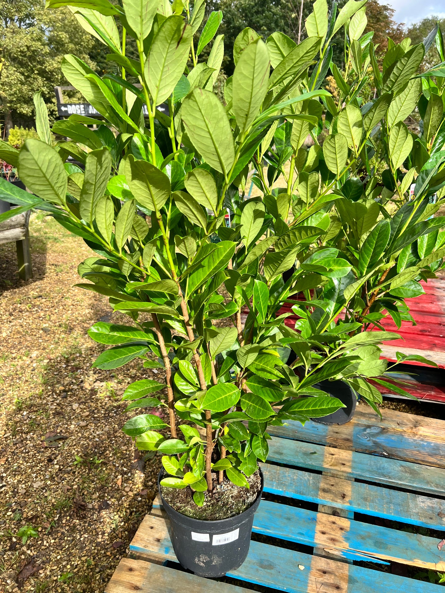 Prunus Rotundifolia 7.5L
