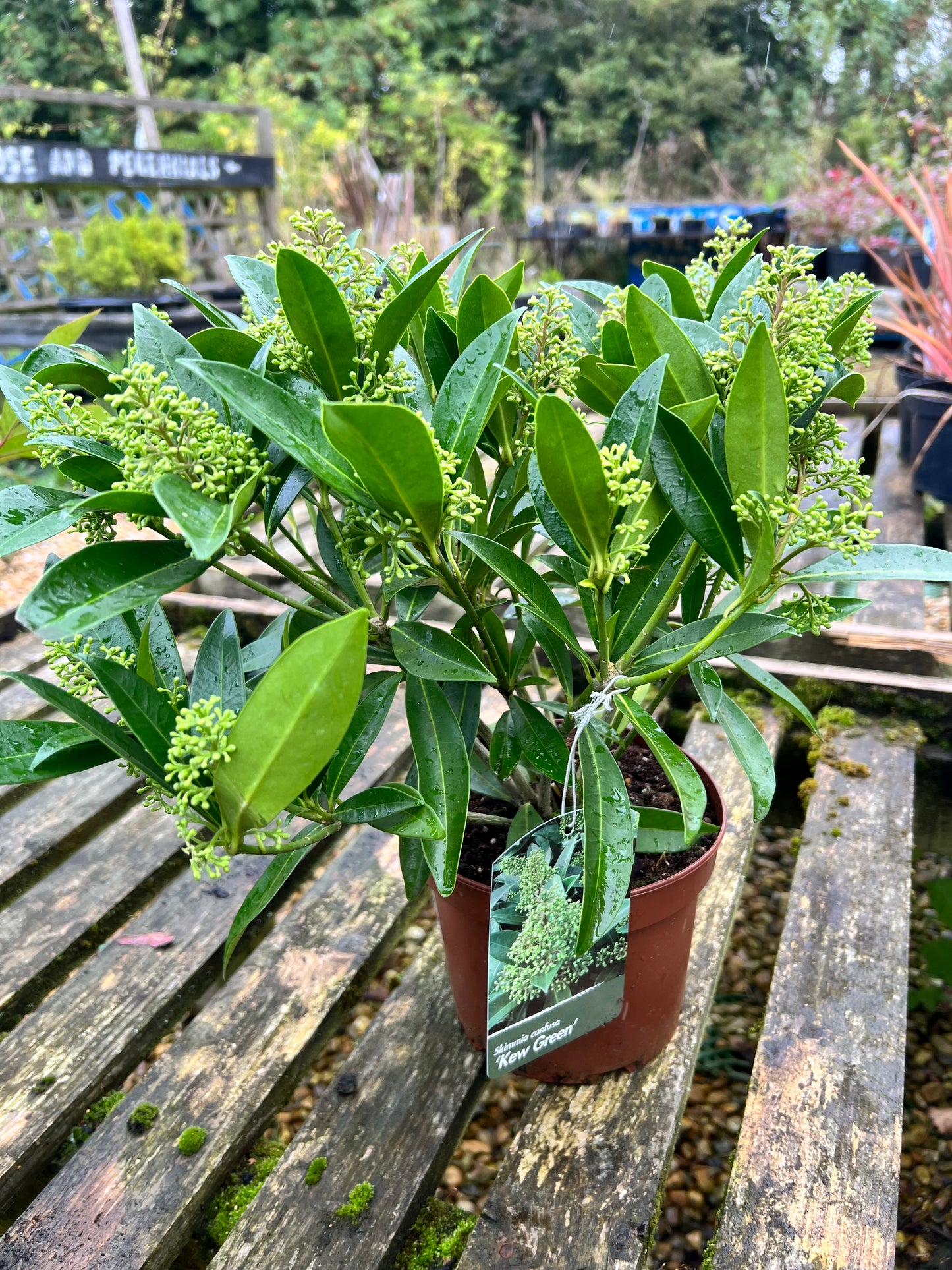 Skimmia rubella 2L
