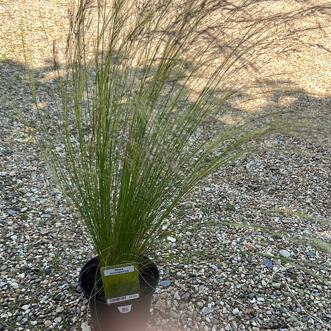 Stipa tenuissima