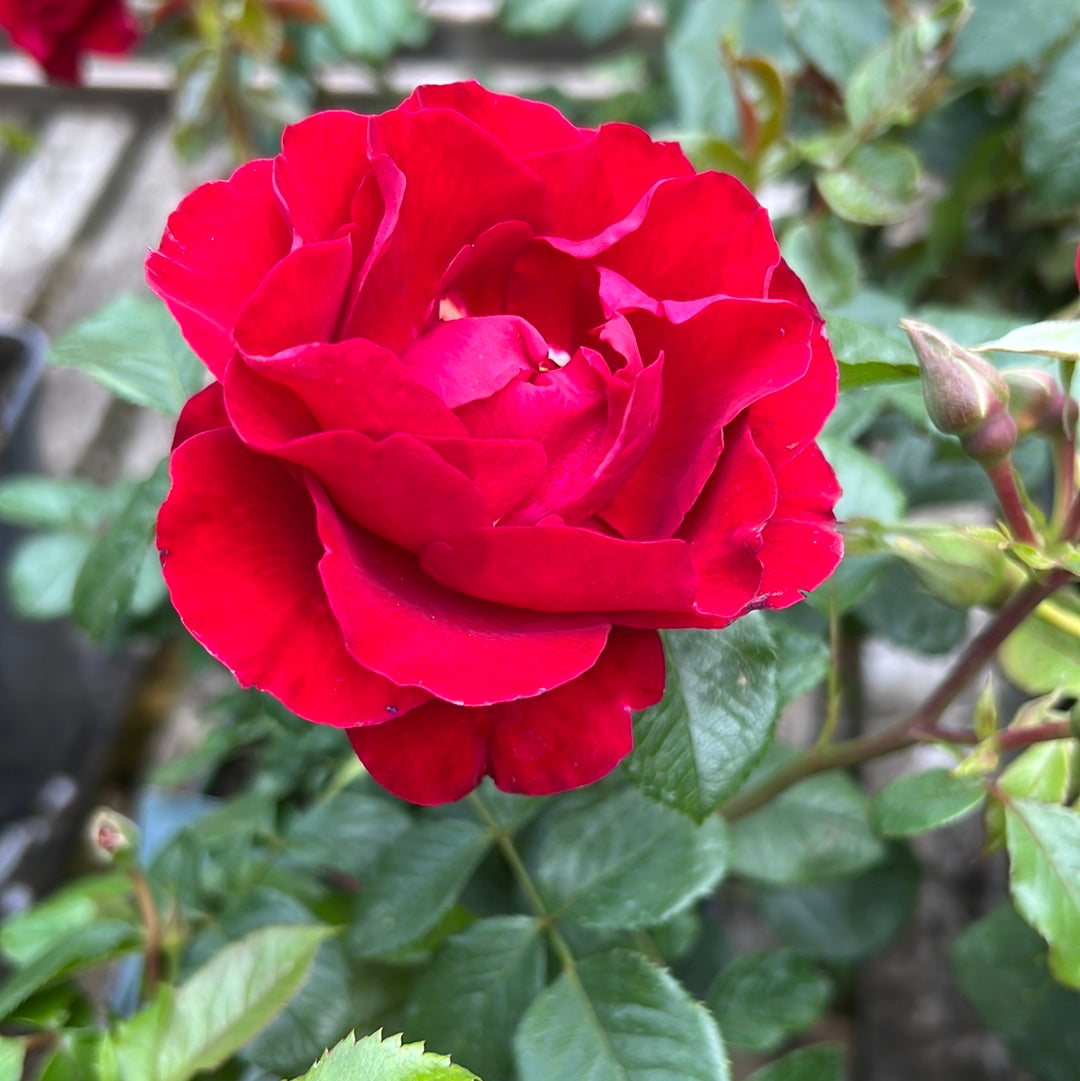 Fab @ 60 special moments rose