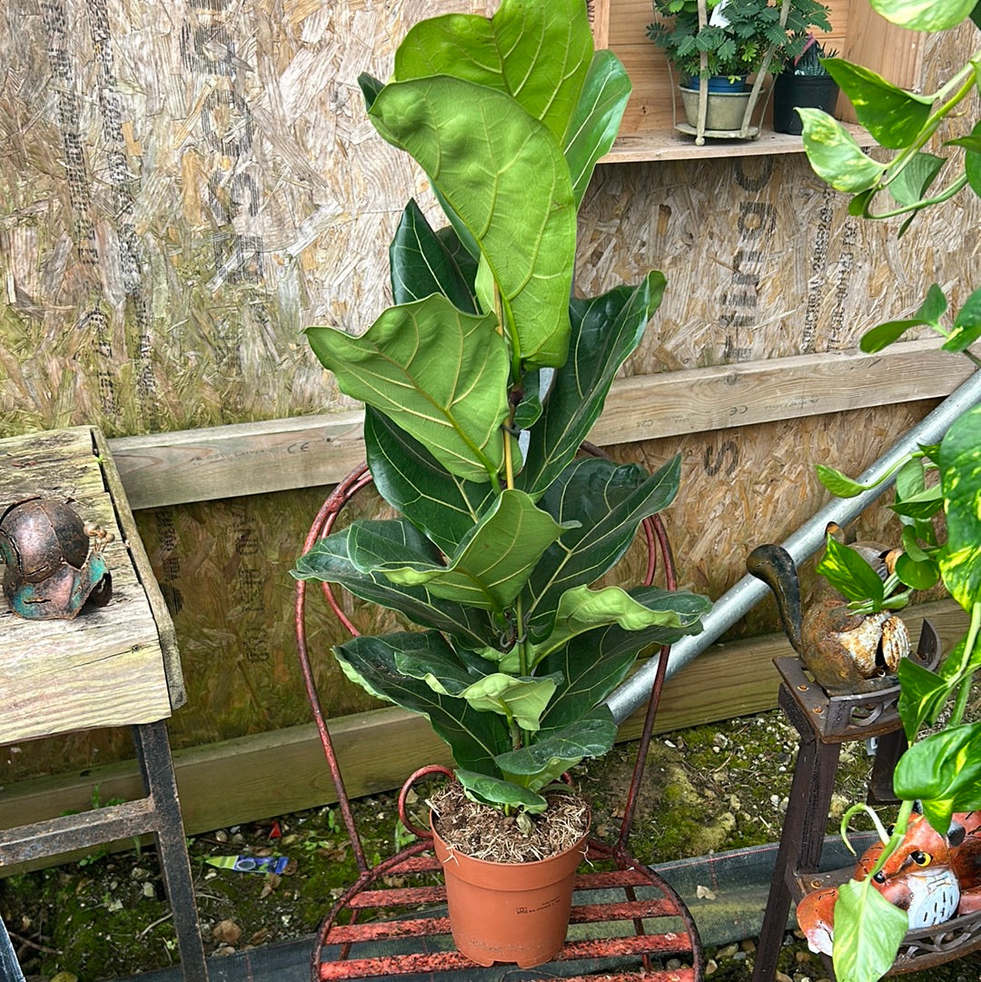 Ficus lyrata