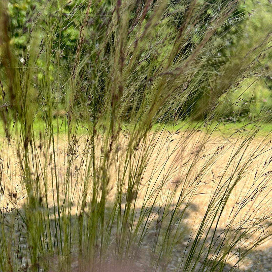 Stipa tenuissima