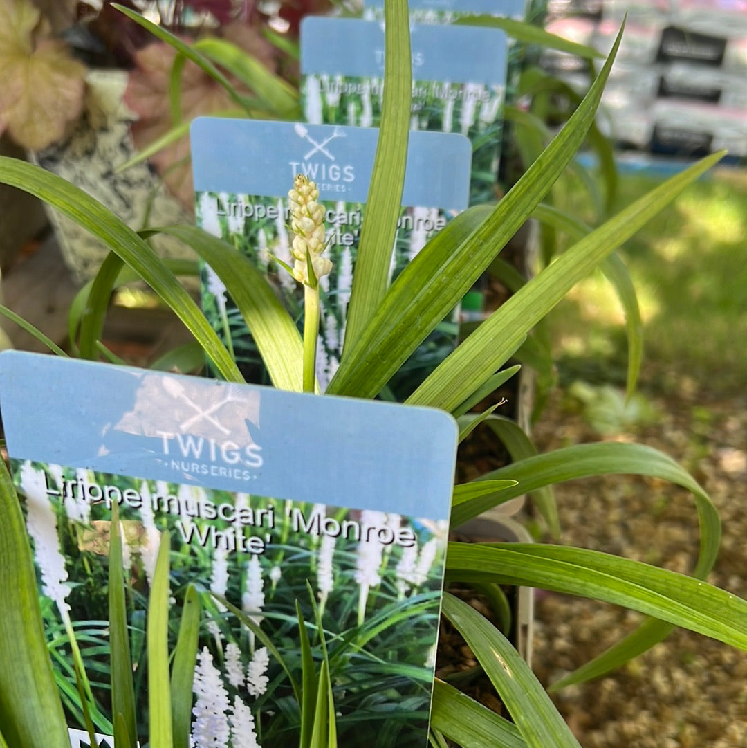 Liriope monroe white
