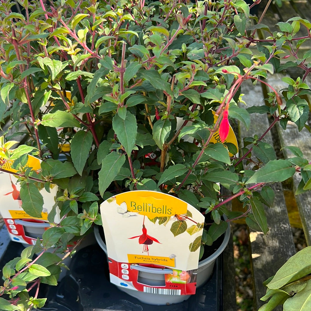 Fuchsia hardy