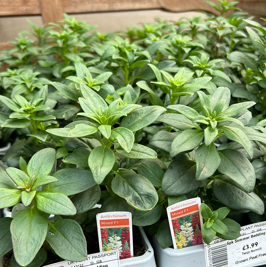 6pk Antirrhinum Mixed