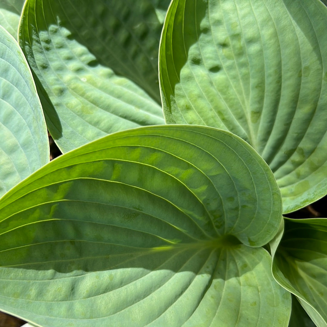 Hosta Big Daddy 3L