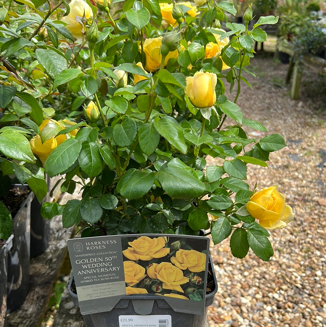 Golden 50th wedding anniversary special moments rose