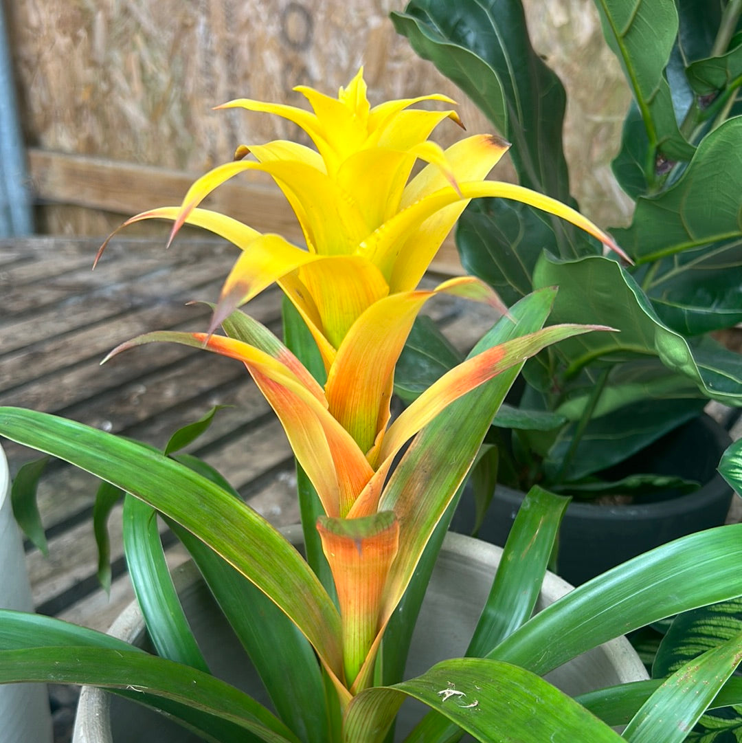 Guzmania mix