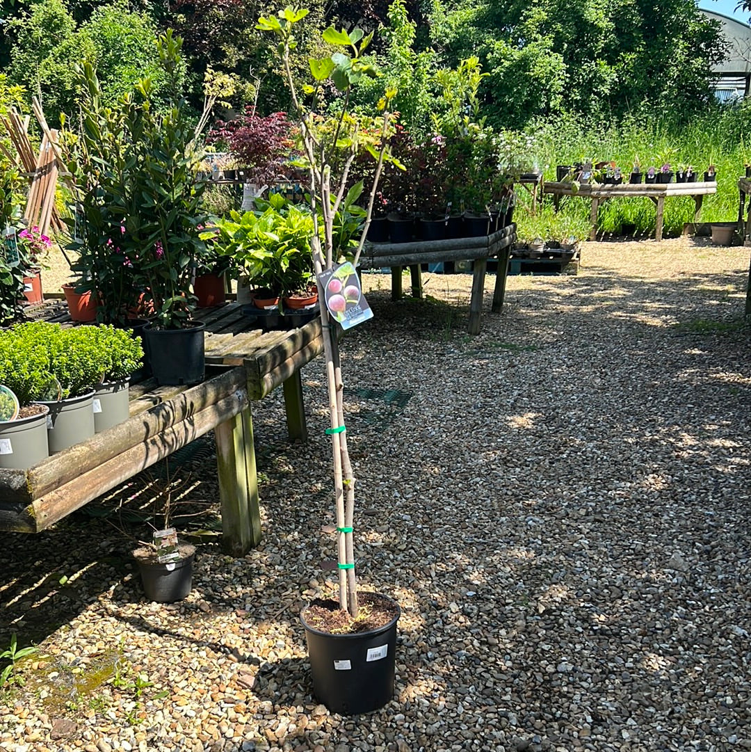 Ficus carica