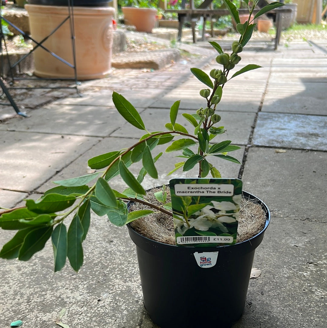 Exochordia the bride