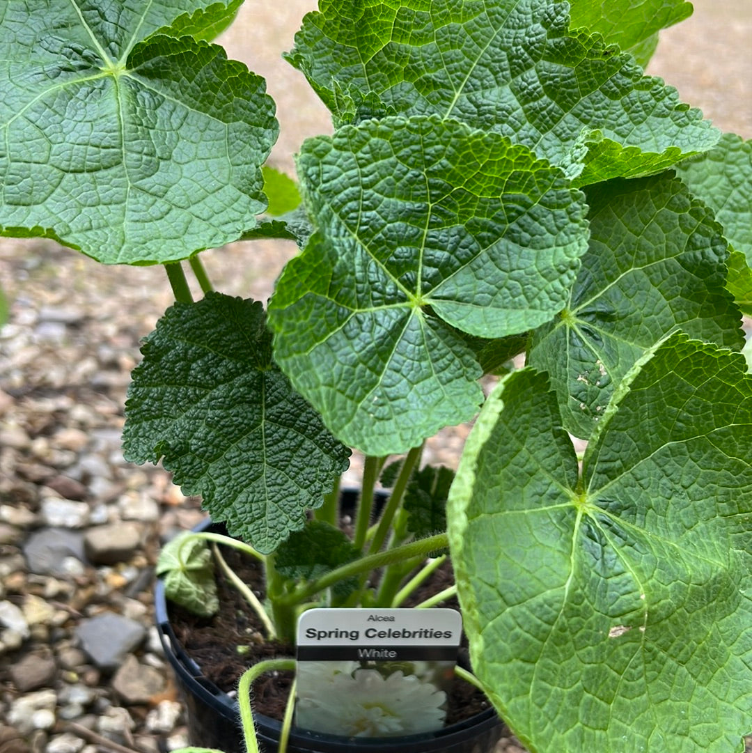 Alcea spring celebrities 1.5l