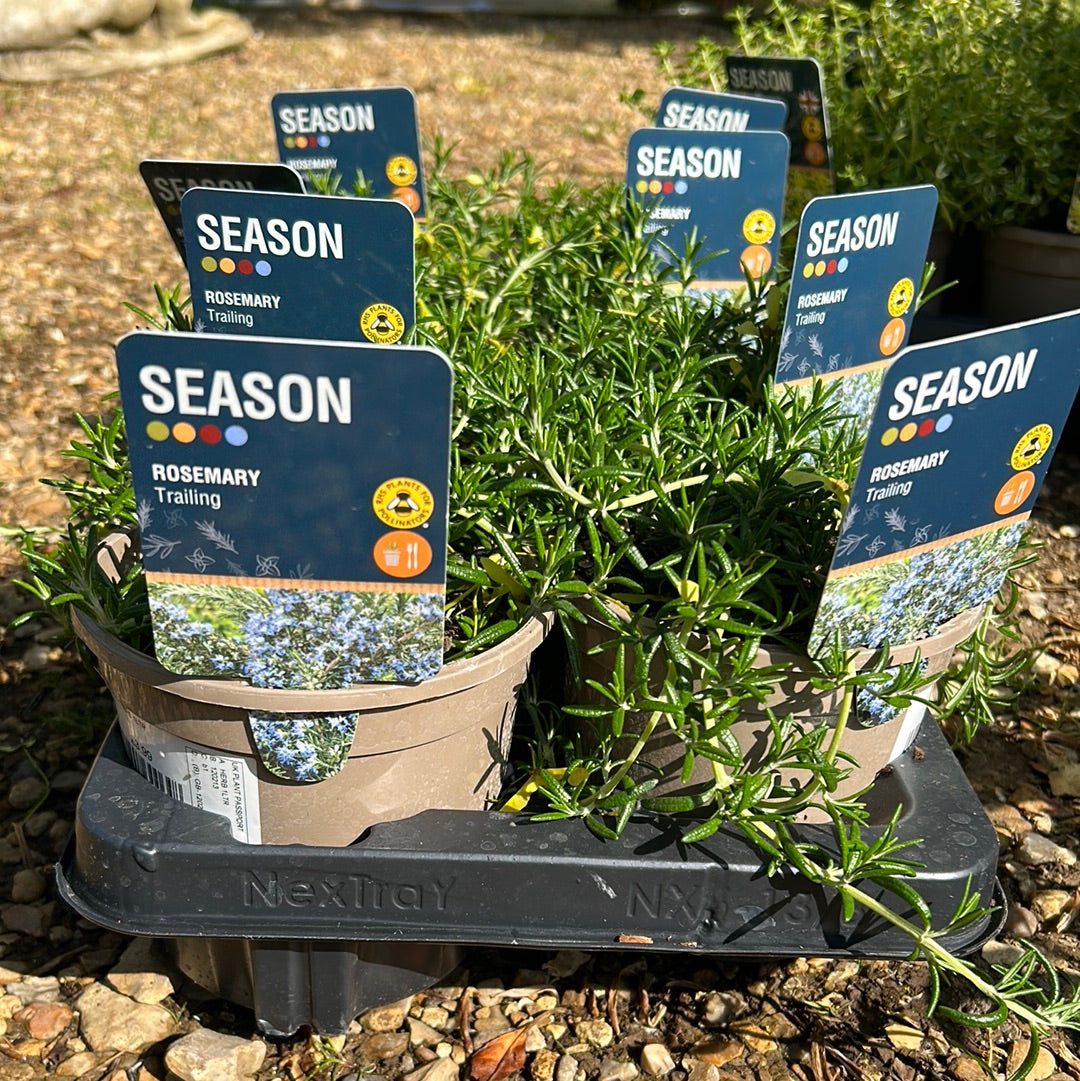 Rosemary Trailing 1L