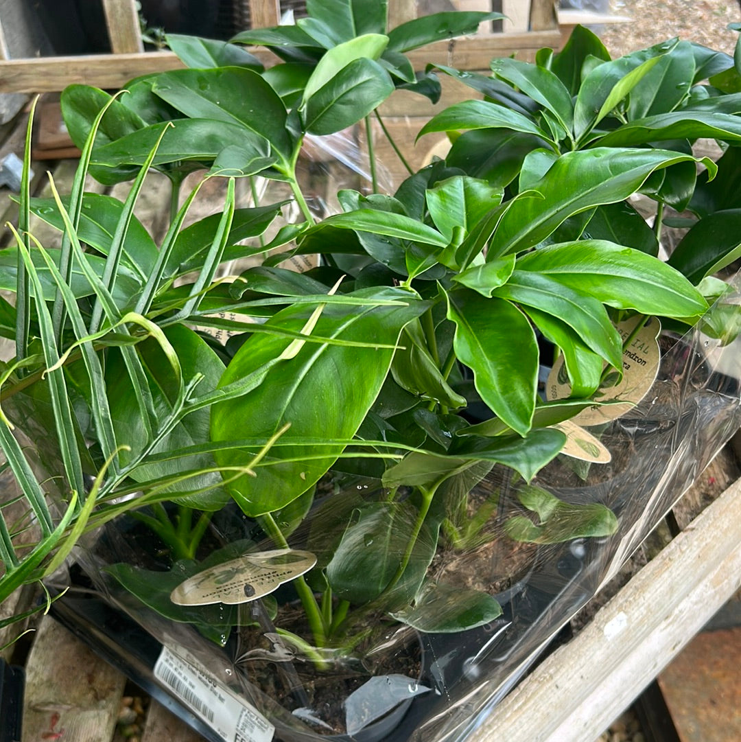 Philodendron Green wonder( Dino feet)