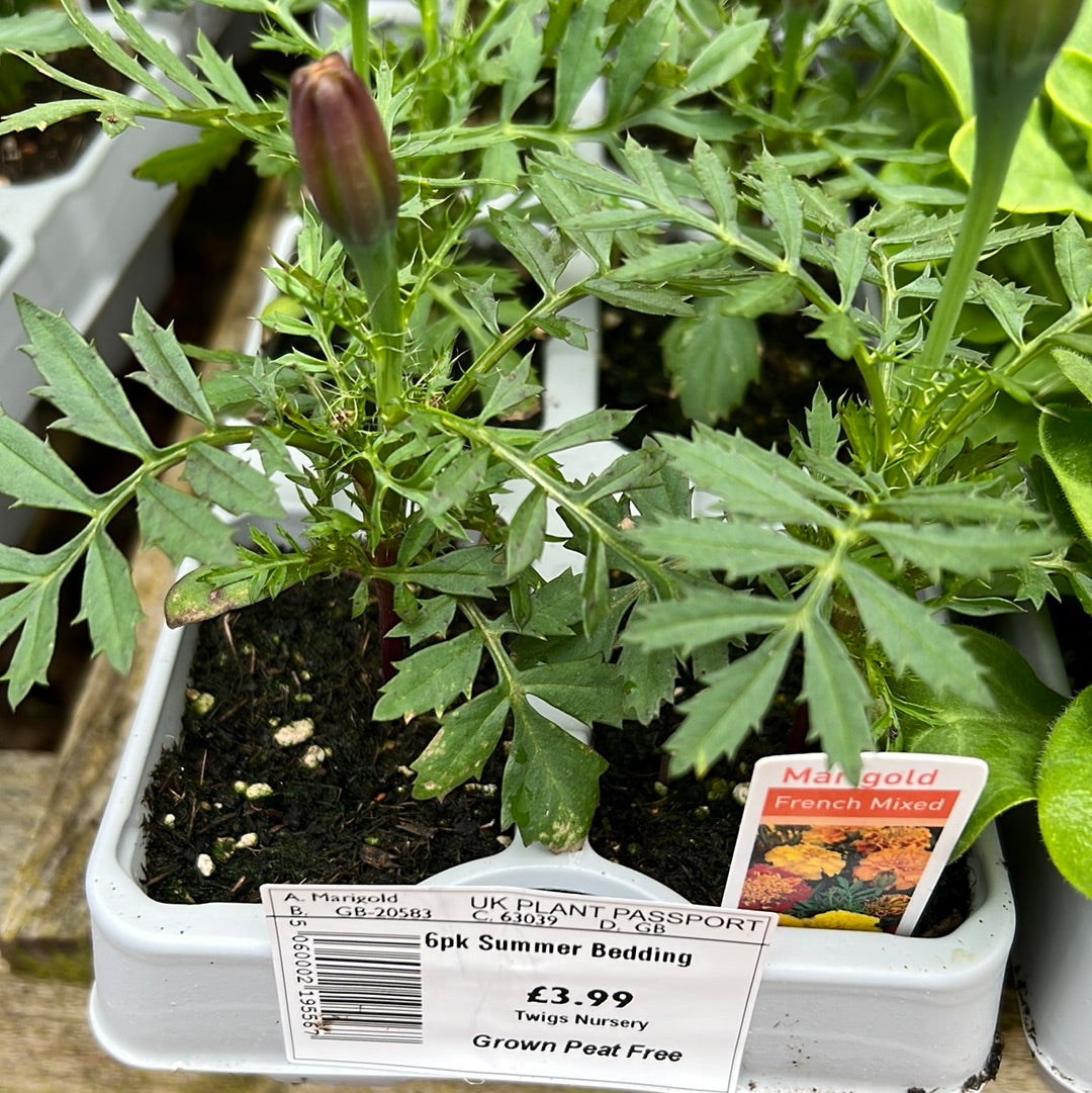 Sixpack marigold French